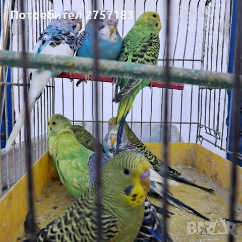 продавам вълнисти млади 2025