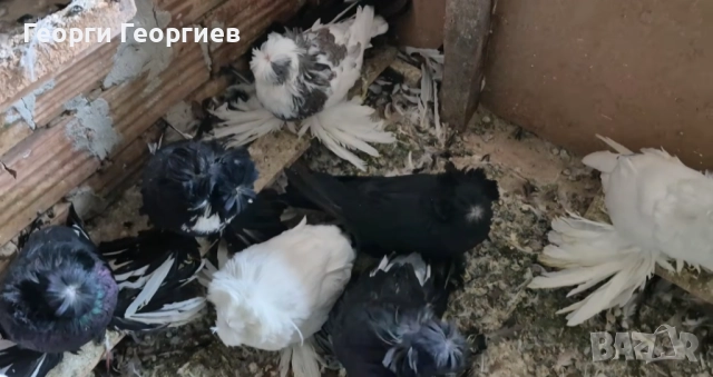 Гълъби бухари , снимка 8 - Гълъби - 52404966