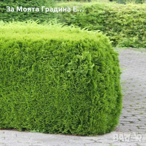 Туя Смарагд , снимка 4 - Градински цветя и растения - 49492365