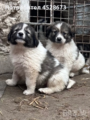 Продавам малки кученца, снимка 6 - Каракачанска овчарка - 53068657