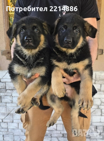 Немски овчарки , снимка 2 - Немска овчарка - 40188254