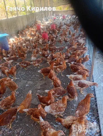 Продавам Ярки на три месеца и половина 