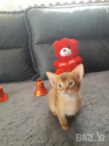 НОВОГОДИШНА ПРОМОЦИЯ.АБИСИНСКО КОТЕНЦЕ, снимка 4 - Други - 52790557