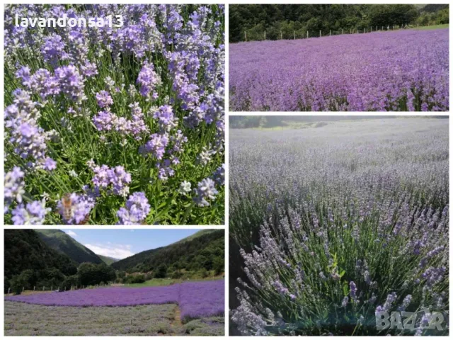 Лавандула-туфи,разсад,саксии…, снимка 7 - Други - 35959231