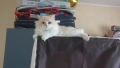 Уникален красив мъжки котарак Регдол (Ragdoll)  на 1 г. търси запознанство !, снимка 3