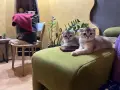 Британски клепоухи чинчили, снимка 5