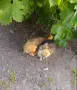 Супер Мини чихуахуа , снимка 6