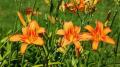 Хемерокалис градинско цвете