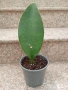 Sansevieria Masoniana - Whale fin ( Сансевиера Китова перка ), снимка 1