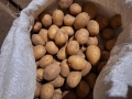 Картофи за семе, снимка 2