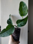Епипремнум, epipremnum marble Green, снимка 1 - Стайни растения - 44925607