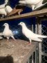 Гълъби високолетачи ПАЗАРДЖИШКИ!, снимка 14