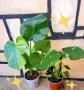 Комплект от три вида monstera, може и по отделно, снимка 6