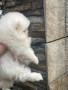 Померан, снимка 2