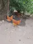 Нюхемпшир яйца за люпене , снимка 8