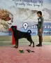 Родословни Добермани, снимка 4
