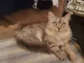 СИБИРКИ РИГДОЛ.., снимка 1