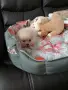 померанче момиченце, снимка 3