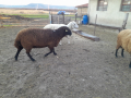 Продавам овен, снимка 1 - Овце - 44536368
