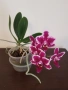 Орхидея , снимка 1