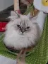 Шотлански котета, снимка 10