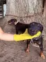 Мъжки ягдтериер , снимка 8