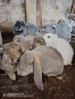 Продавам зайци, снимка 4