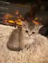 златна чинчила момиче , снимка 2