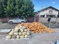 Продавам тикви на едро, снимка 1