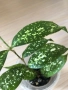 Dracaena surculosa Florida Beauty , снимка 1
