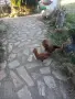 Зибрайт петлетаа, снимка 6
