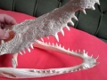 Челюст от Крокодил, снимка 5