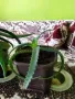 Алое лечебно растение, снимка 5