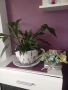 Спатифилум , снимка 5