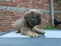 Син фаун Флъфи френски булдог , снимка 5