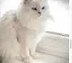 КОТЕНЦЕ УНИКАТ.МОМЧЕНЦЕ, снимка 8
