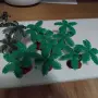 Декоративни палми, снимка 4