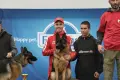 Немско овчарско куче , снимка 7