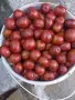 Продавам едроплоден хинап, снимка 1