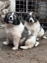Продавам малки кученца, снимка 6