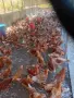 Продавам Ярки на три месеца и половина , снимка 1