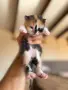 Ангорско Коте + Доставка  €50. Домашни Котенца с Хигиенни Навици, снимка 4