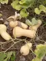 Продавам тиква Матилда на едро., снимка 3