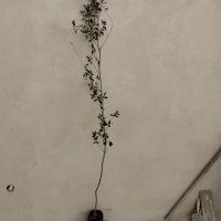 Студоустойчиви маслини Мегарон, снимка 9 - Градински цветя и растения - 42298151