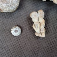 4бр интересни фосили, вкаменелости , снимка 3 - Антикварни и старинни предмети - 37180097