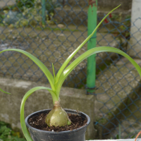 Бременен лук, албука, орнитогалум (Albuca bracteata (syn.: Ornithogalum longibracteatum)), снимка 4 - Стайни растения - 36570496