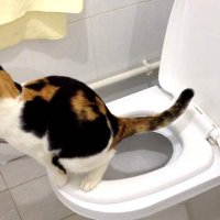 Да научим котката да ходи в човешката тоалетна! котешка коте, снимка 5 - За котки - 29790017
