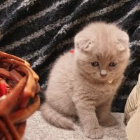 Шотландски клепоухи котета, снимка 3 - Британска късокосместа - 23991729