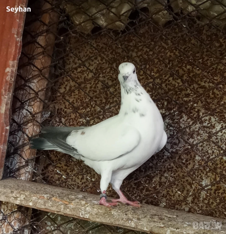 Гълъби , снимка 1