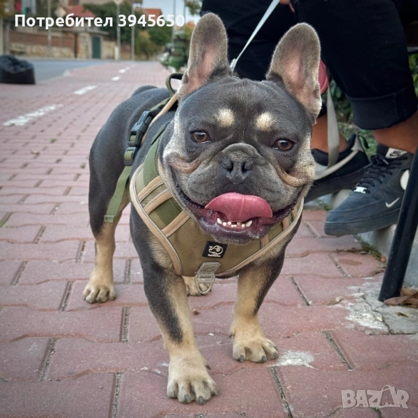 Мъжки френски булдог , снимка 1